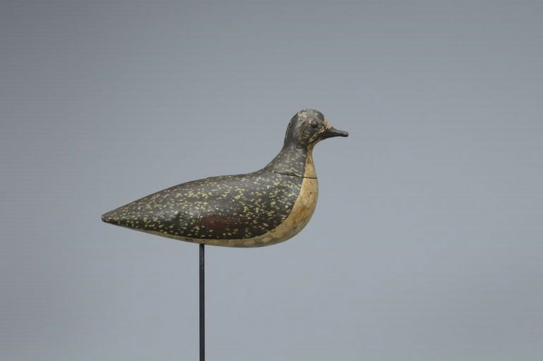 Mr. Harris – Golden Plover – 2019