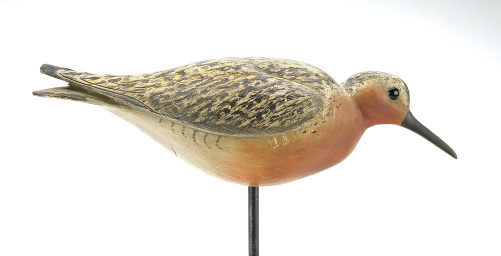 Bill Gibian – Red Knot – 2025