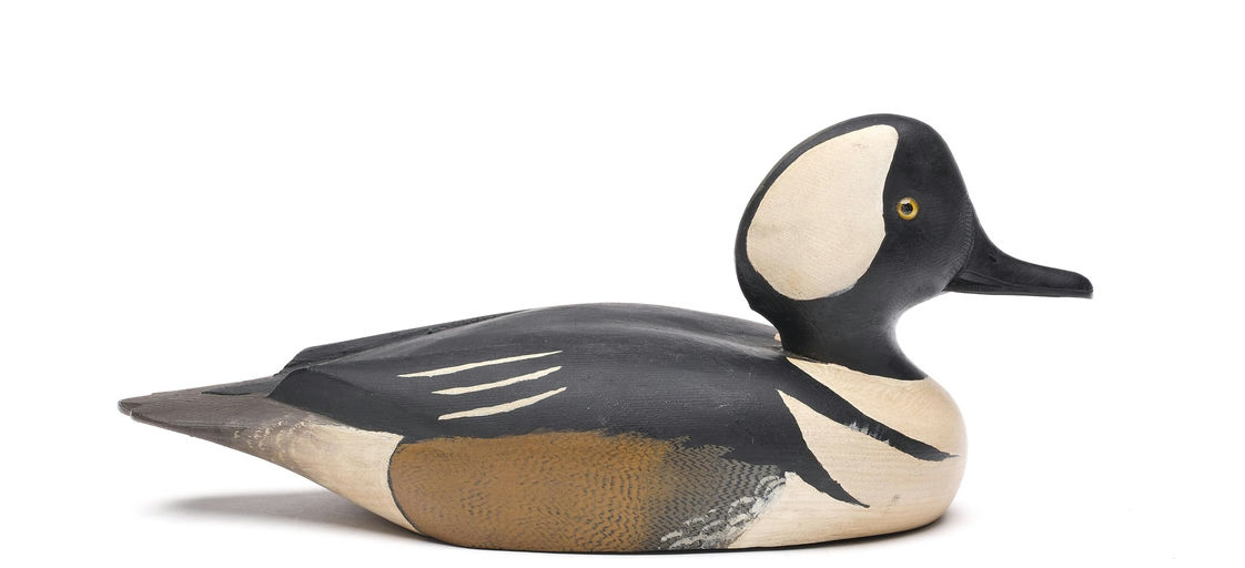 David W. Nichol – Hooded Merganser – 2026