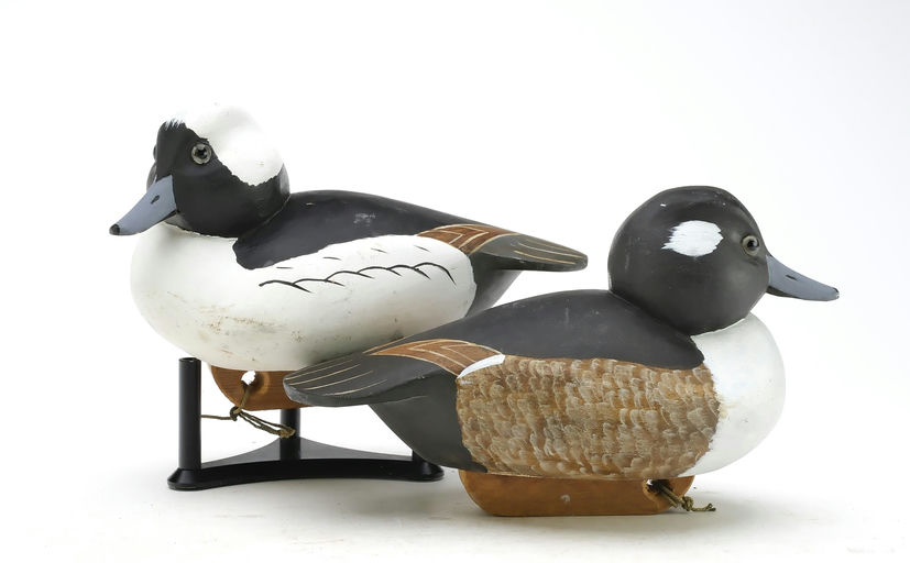 Reggie Birch – Bufflehead – 2025