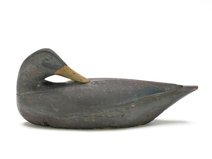 Gus Wilson – Preening Black Duck – 2025