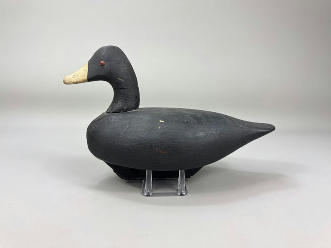 Miles Hancock – Coot – 2026
