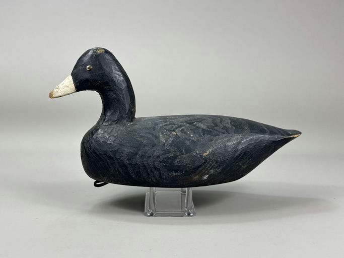 Miles Hancock – Coot – 2026