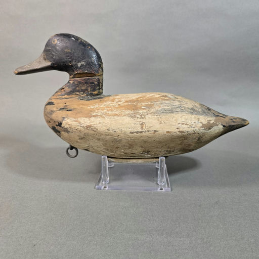 Ben Dye – Scaup – 2026