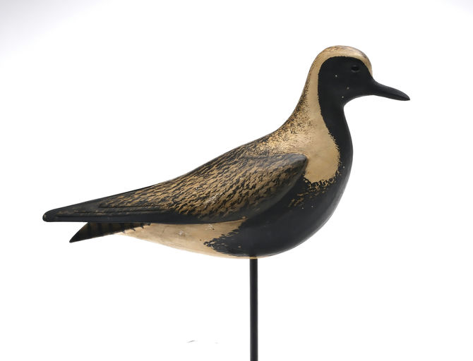 Bill Gibian – Black Bellied Plover – 2025