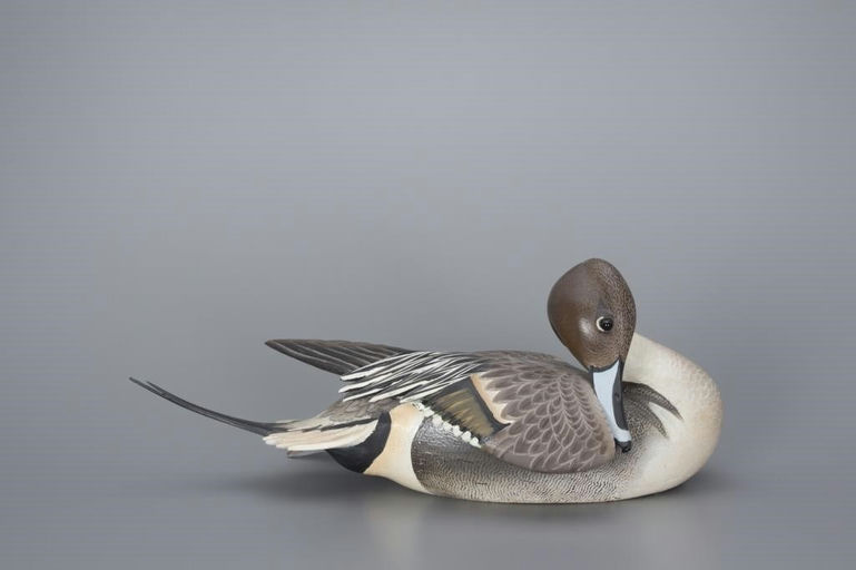 Ward Brothers – Preening Pintail Drake – 2017