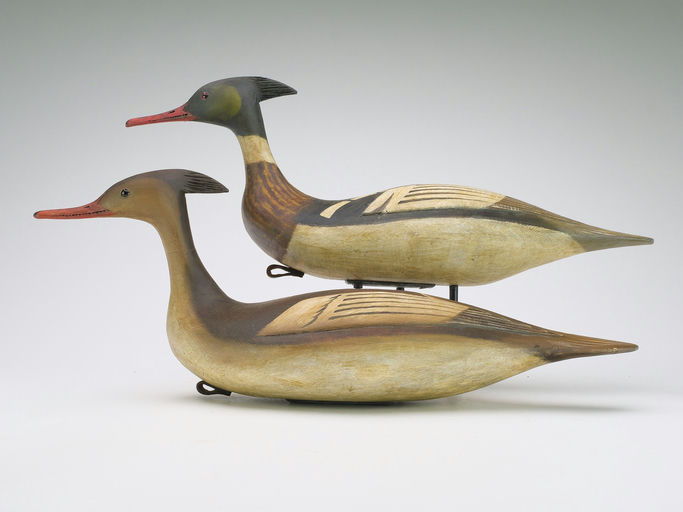 Reggie Birch – Red-breasted merganser – 2024