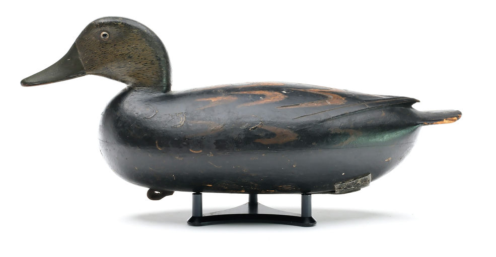 Dan English – Black Duck – 2025