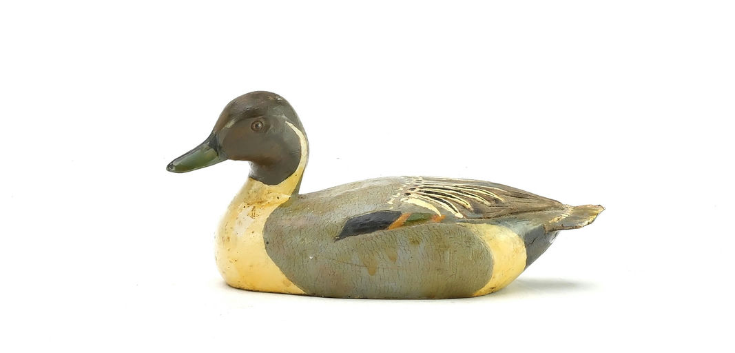 Tom Schroeder – Pintail – 2025