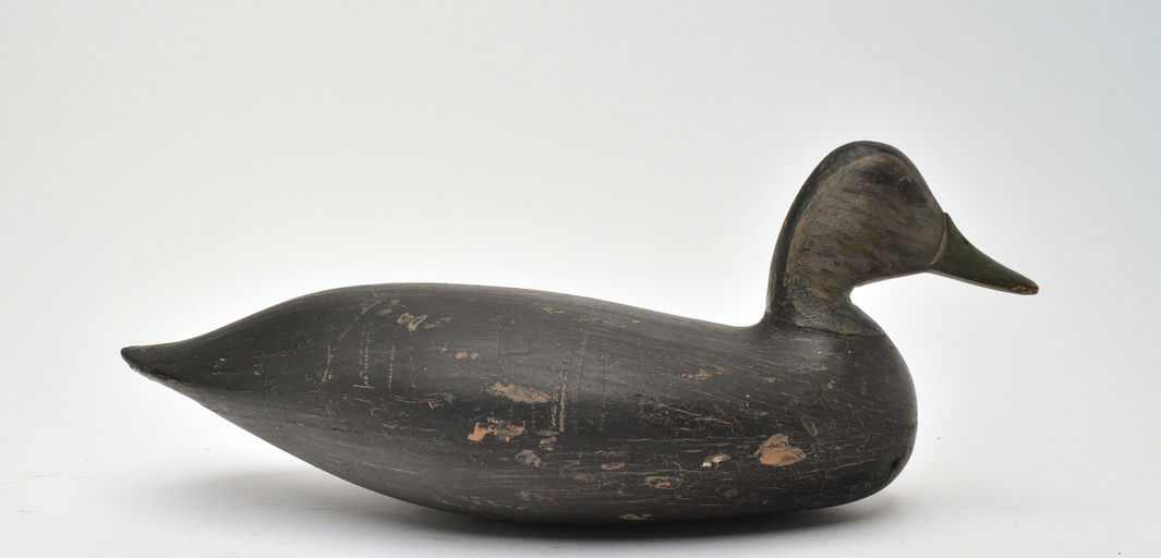 Harry V. Shourds – Black Duck – 2025