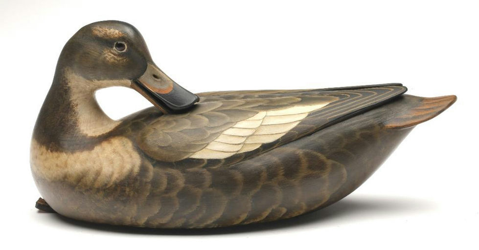 Bill Gibian – Labrador Duck Drake – 2023