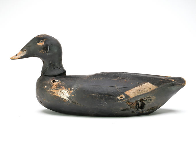 Gus Wilson – White-winged Scoter – 2025