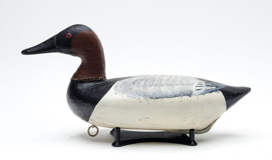 Edwin Pearson – Canvasback – 2026