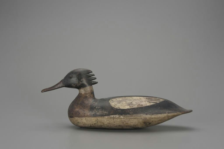 Harry V. Shourds – Red-Breasted Merganser Drake – 2018