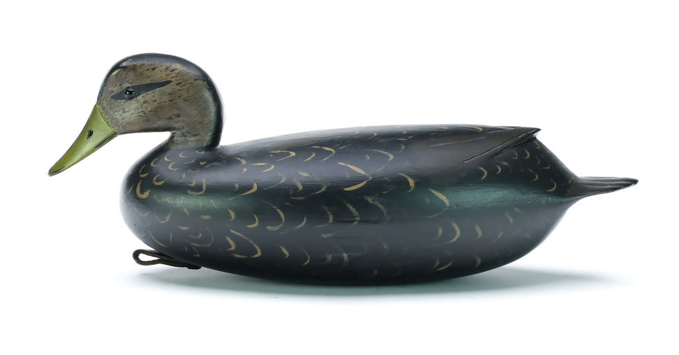 William Quinn – Black Duck – 2025