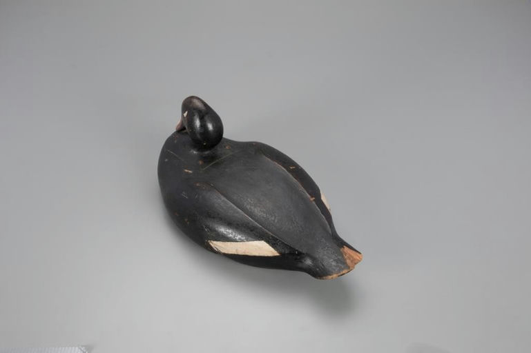 Gus Wilson – Breast-Preening White-Winged Scoter – 2021