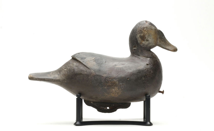 Reggie Birch – Ruddy Duck – 2026