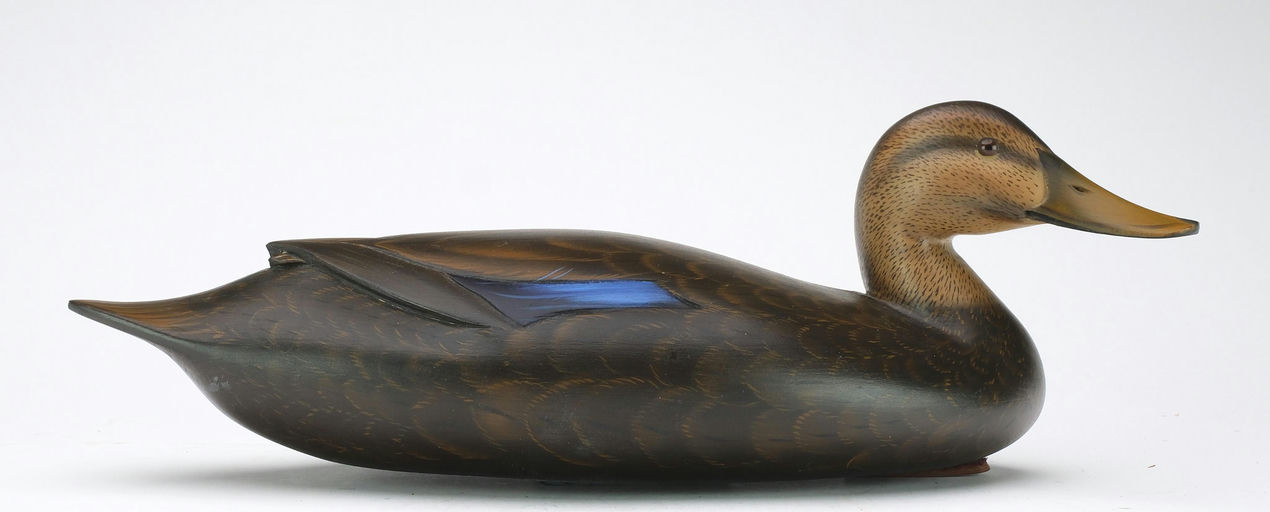 Sean Sutton – Black Duck – 2024