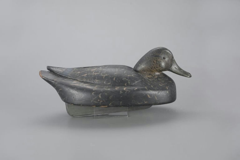 Ferdinand Bach – Rare and Early Tucked-Head Black Duck – 2023