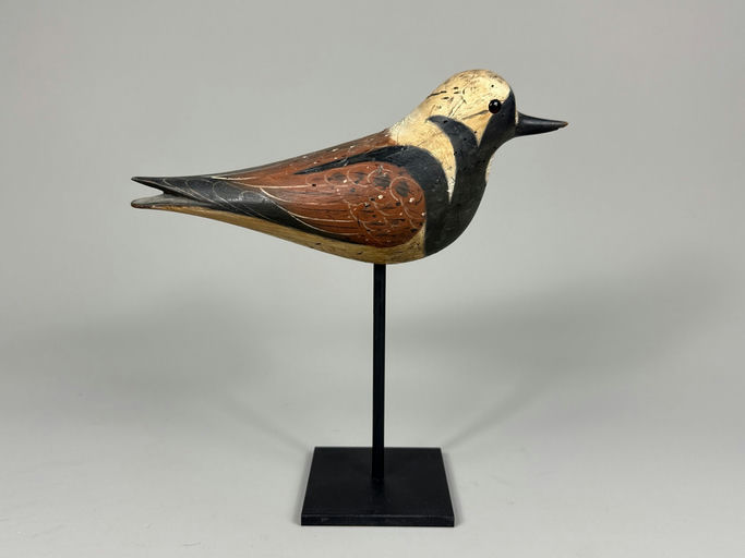 Pete Peterson – Ruddy turnstone – 2026