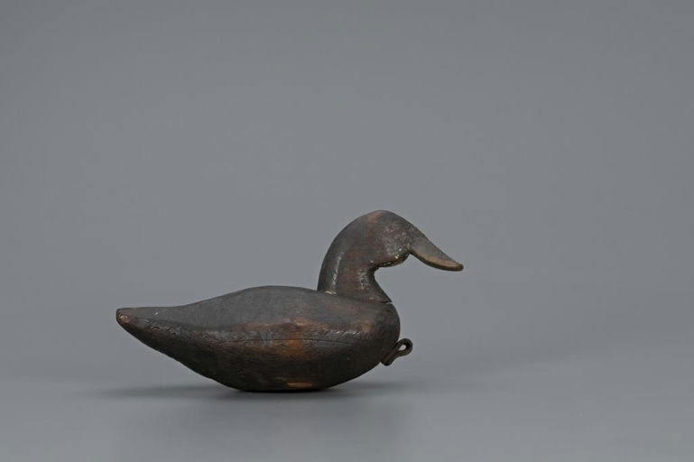 C. W. Waterfield – Rare Ruddy Duck – 2019