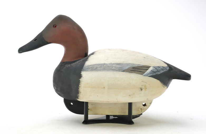 Cigar Daisey – Canvasback – 2025