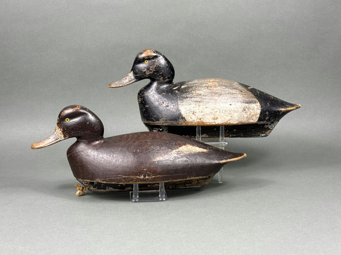 Sam Denny – Scaup – 2026