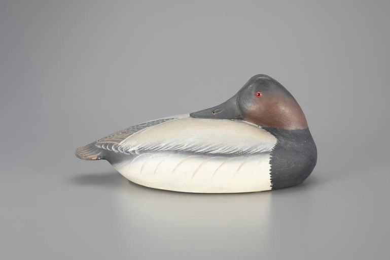 Ward Brothers – Sleeping Canvasback – 2024