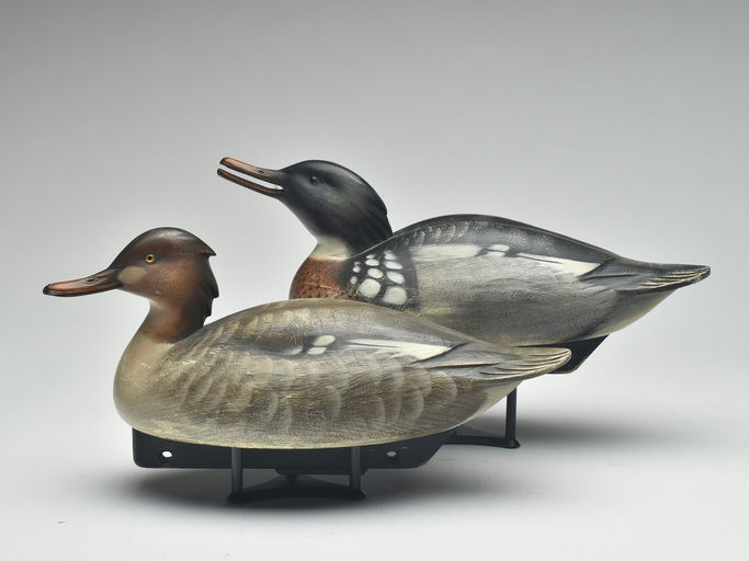 Jim Schmiedlin – Pair of Red-breasted Merganser – 2023