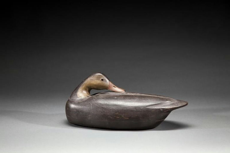 Lloyd Johnson – Preening Black Duck – 2016