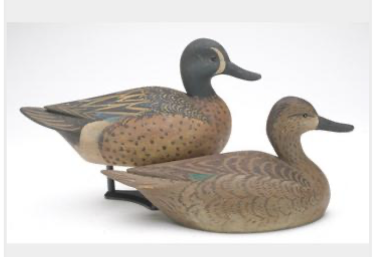Marty Hanson – Blue-winged Teal