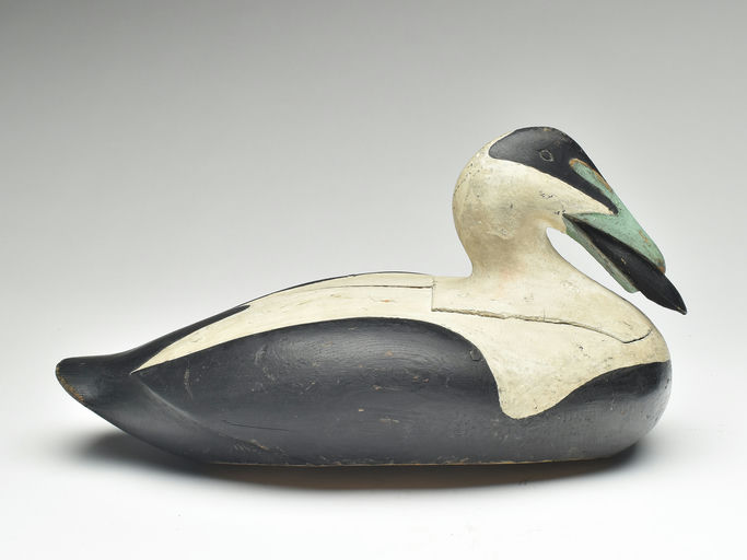 Gus Wilson – Eider Drake – 2023