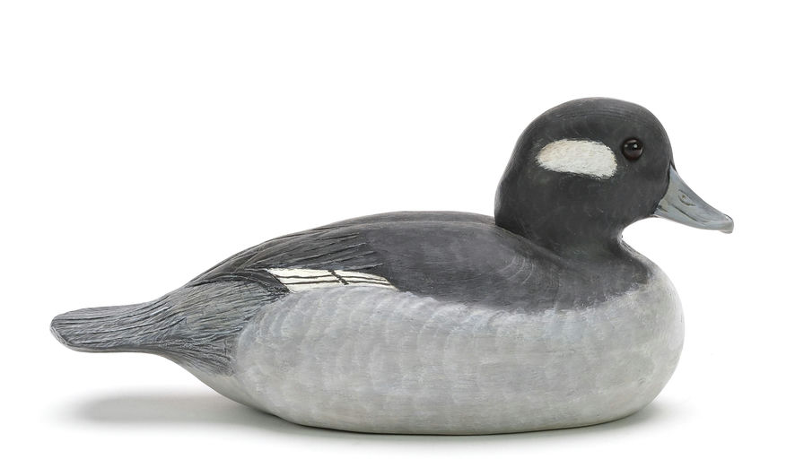 Cigar Daisey – Bufflehead – 2024