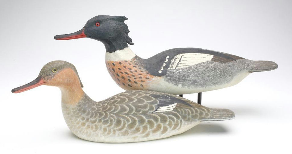 Cigar Daisey – Merganser – 2023