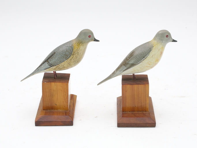 George Boyd – Passenger Pigeon – 2024