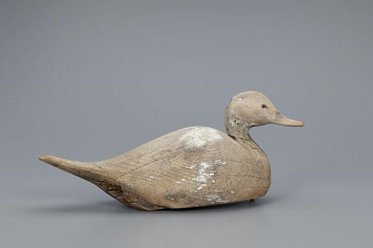 Ward Brothers – Early Humpback Pintail – 2019