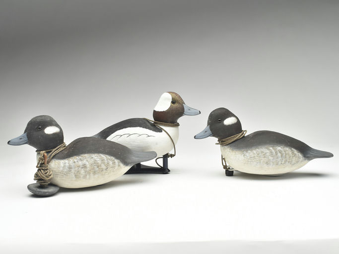 Cigar Daisey – Bufflehead – 2023