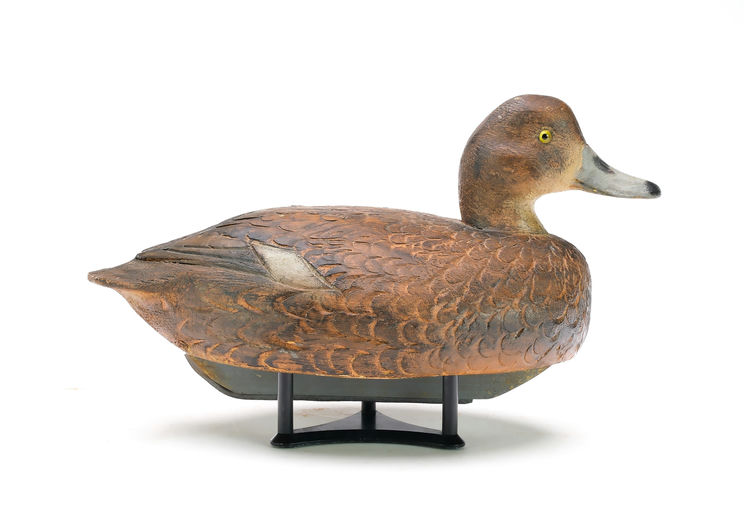 Ben Schmidt – Redhead Hen – 2025