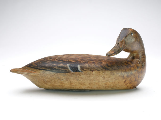 Robert Elliston – Mallard Hen – 2024
