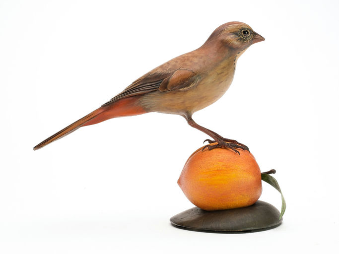 Bill Gibian – California Towhee On Peach – 2025