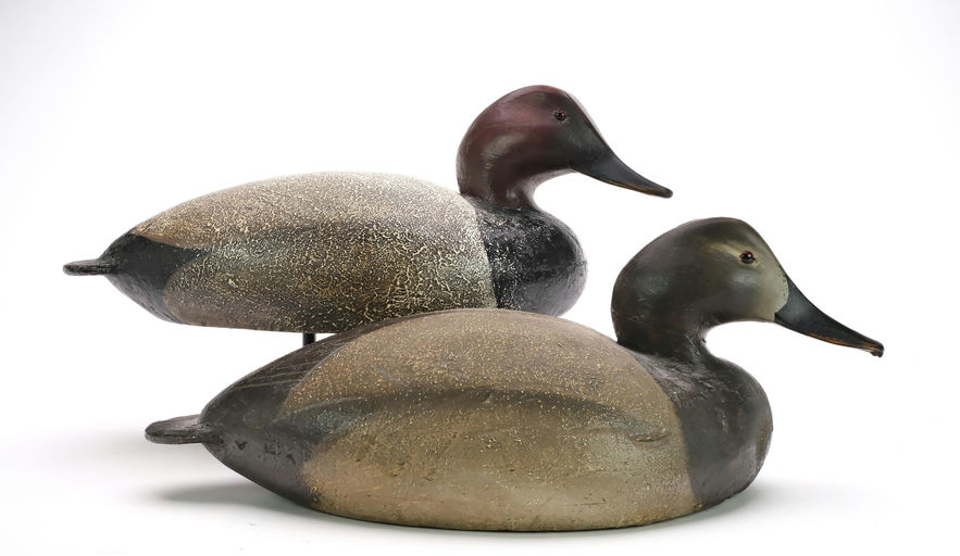Ward Brothers – Pair of canvasbacks – 2024