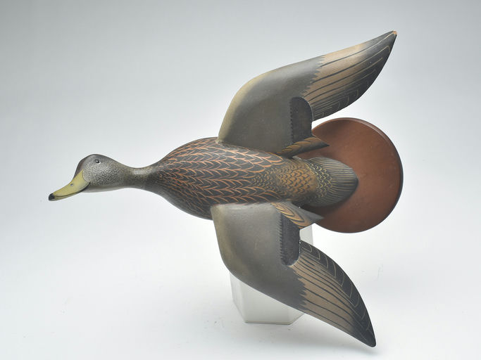 Ward Brothers – Flying Black duck – 2023