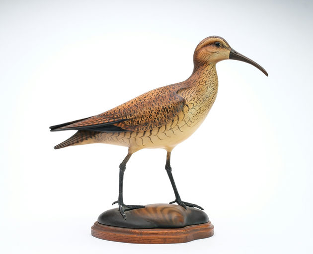 Bill Gibian – Eskimo Curlew – 2025