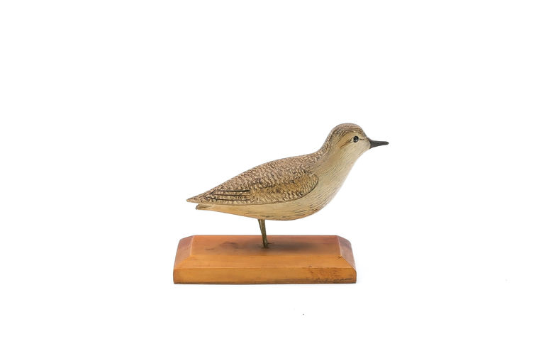 George Boyd – Red Knot – 2025