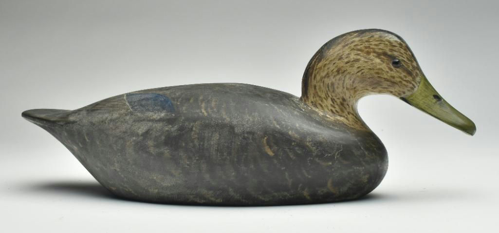 Cigar Daisey – Black Duck – 2023
