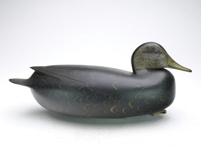William Quinn – Black Duck – 2024