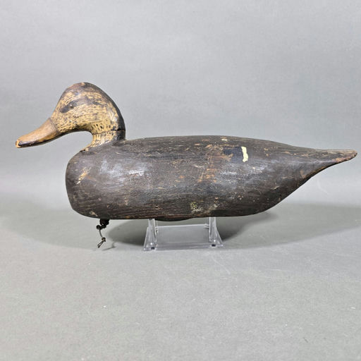 Miles Hancock – Black Duck – 2026