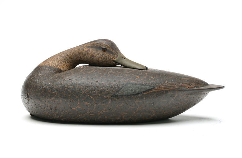 Louis Rathmell – Black duck – 2026