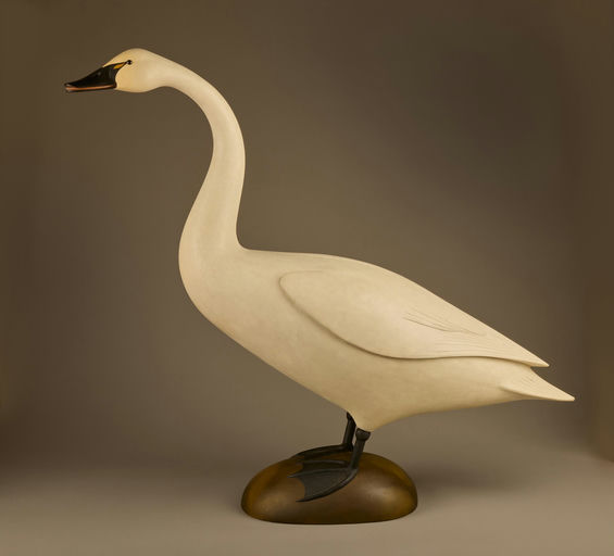 Cameron McIntyre – Tundra Swan – 2025