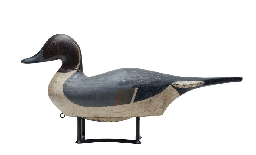 Emil Peterson – Pintail – 2026